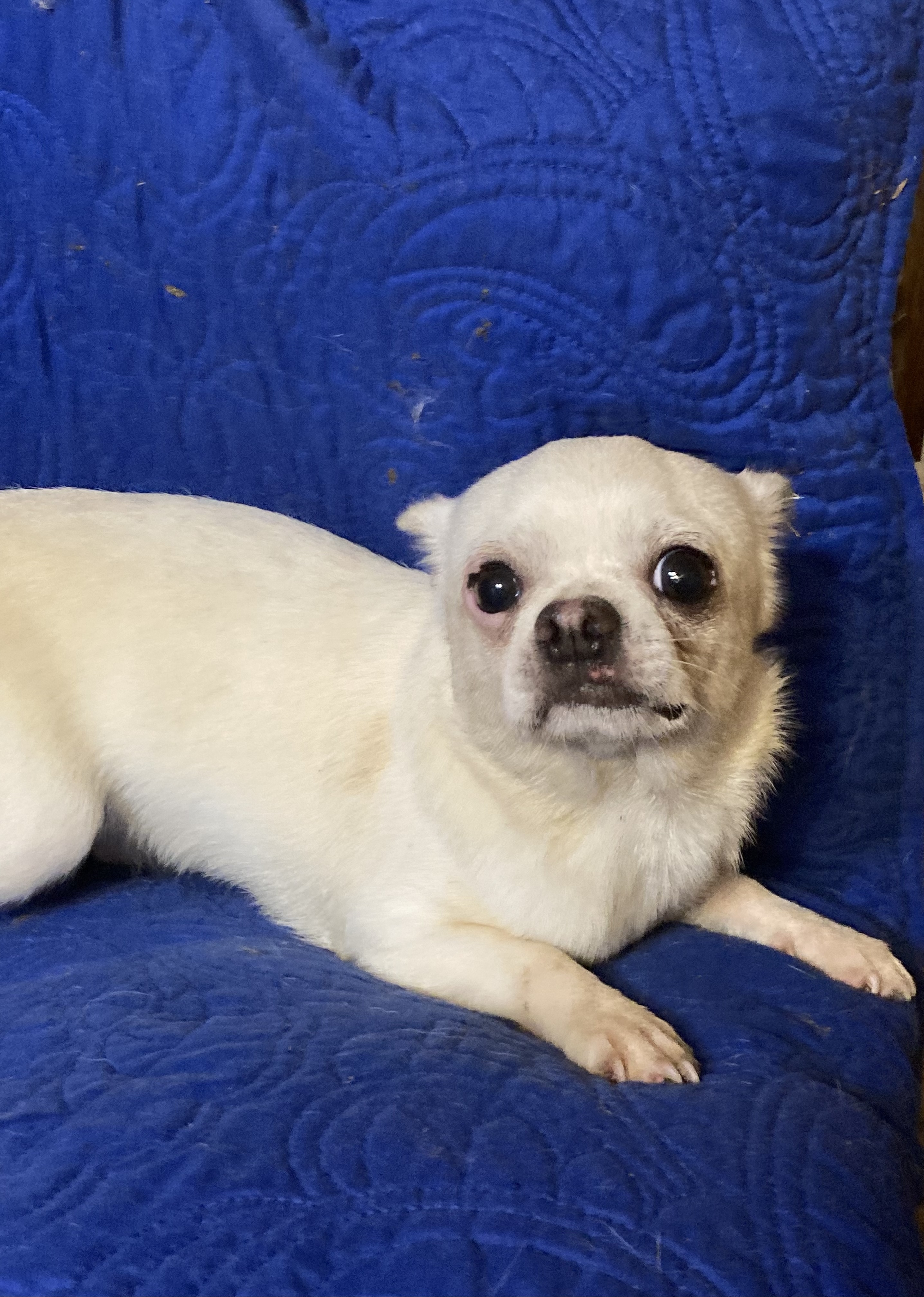 Bruno, an adoptable Chihuahua in Walker, LA, 70785 | Photo Image 1
