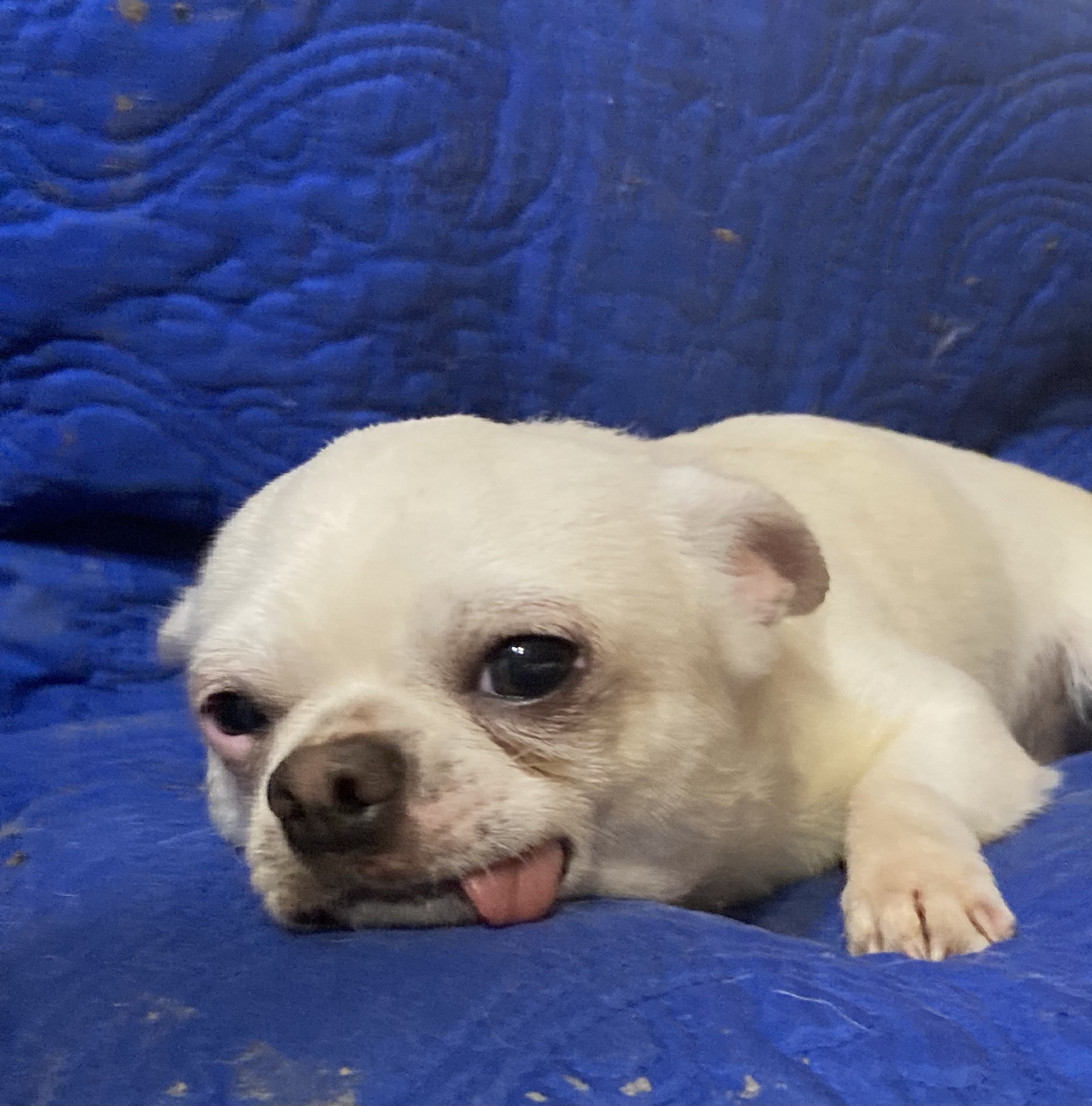 Bruno, an adoptable Chihuahua in Walker, LA, 70785 | Photo Image 2
