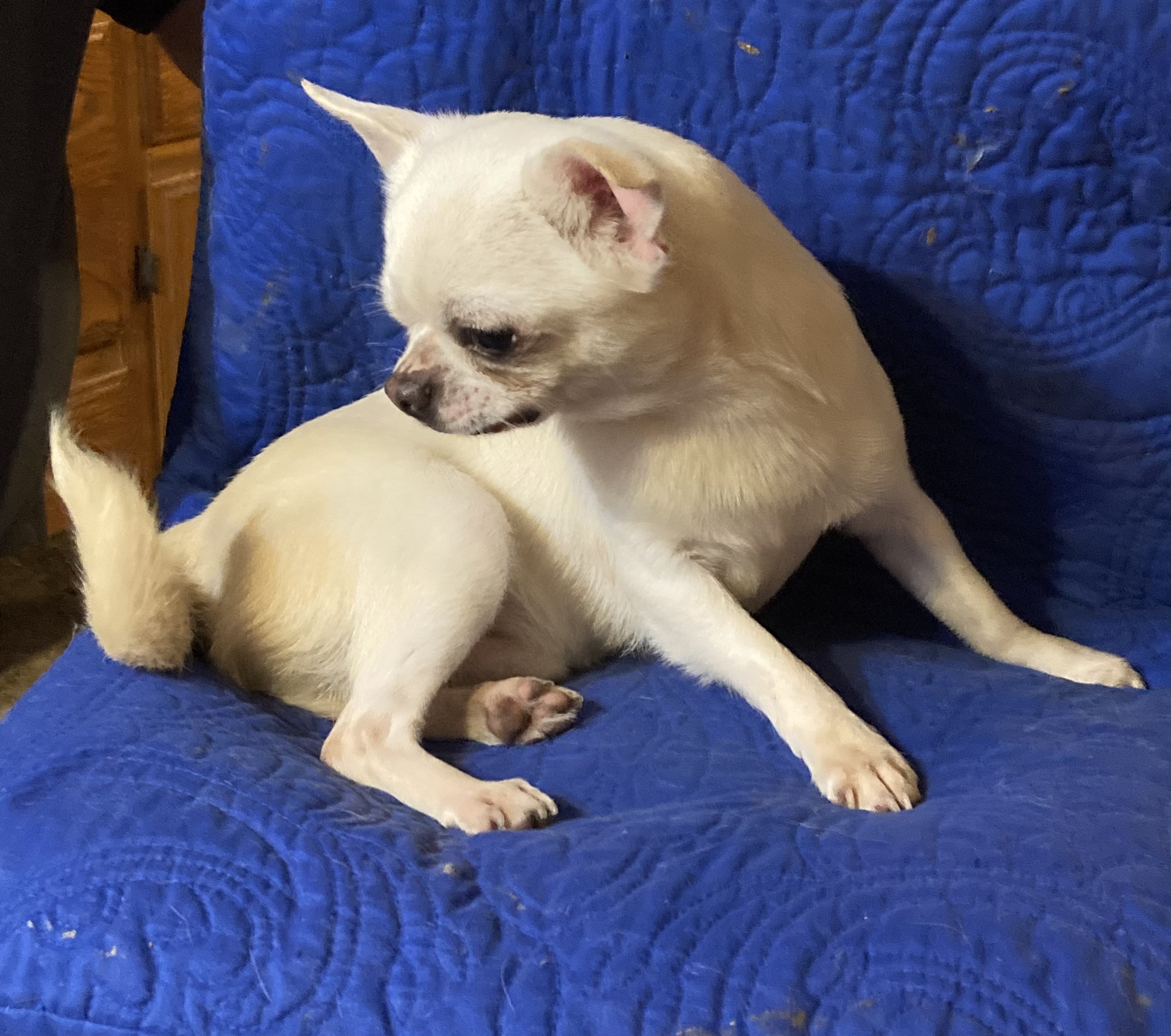 Bruno, an adoptable Chihuahua in Walker, LA, 70785 | Photo Image 3
