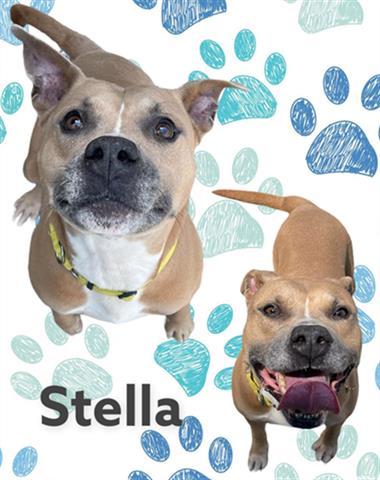 STELLA