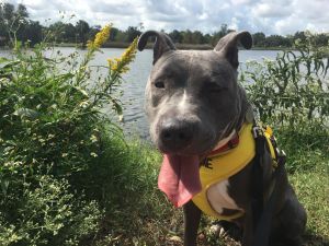 Sadie American Staffordshire Terrier Dog