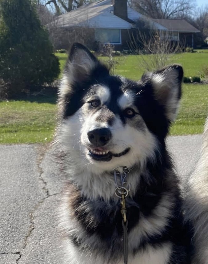 Dog for adoption - Kilo, an Alaskan Malamute Mix in Titusville, FL