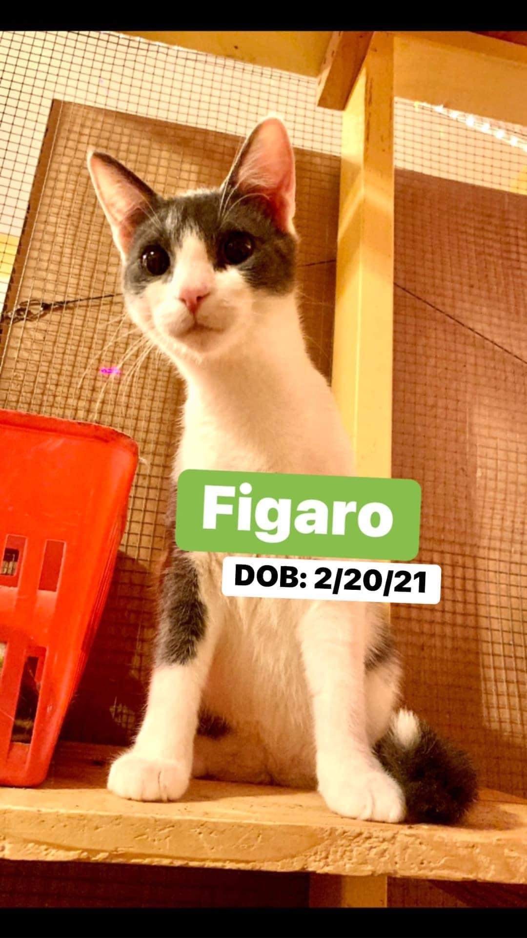 Figaro, an adoptable Domestic Short Hair in Memphis, TN, 38104 | Photo Image 2