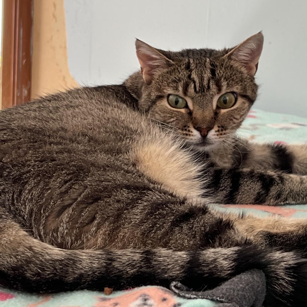 Tundra, an adoptable Domestic Short Hair in Middletown, NY, 10940 | Photo Image 1