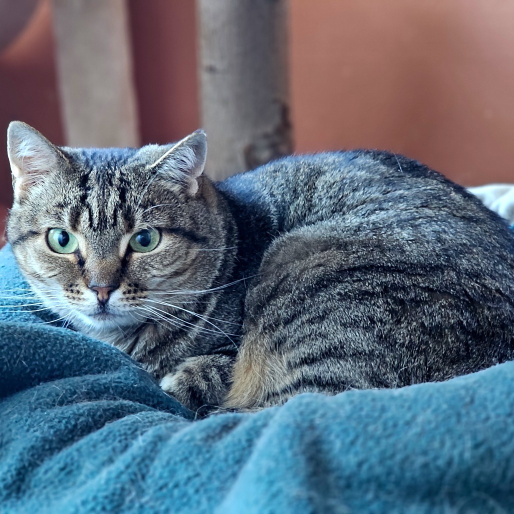 Tundra, an adoptable Domestic Short Hair in Middletown, NY, 10940 | Photo Image 1
