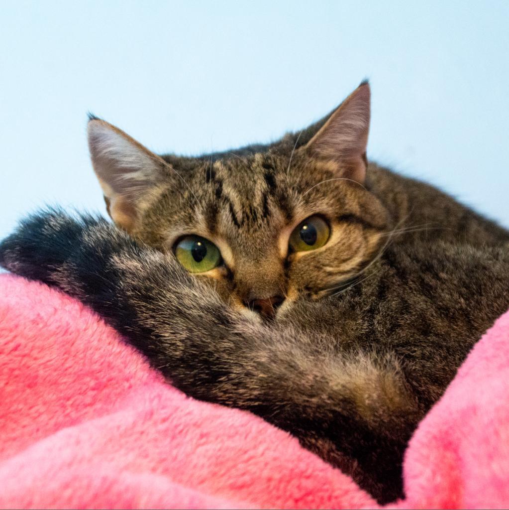 Tundra, an adoptable Domestic Short Hair in Middletown, NY, 10940 | Photo Image 3