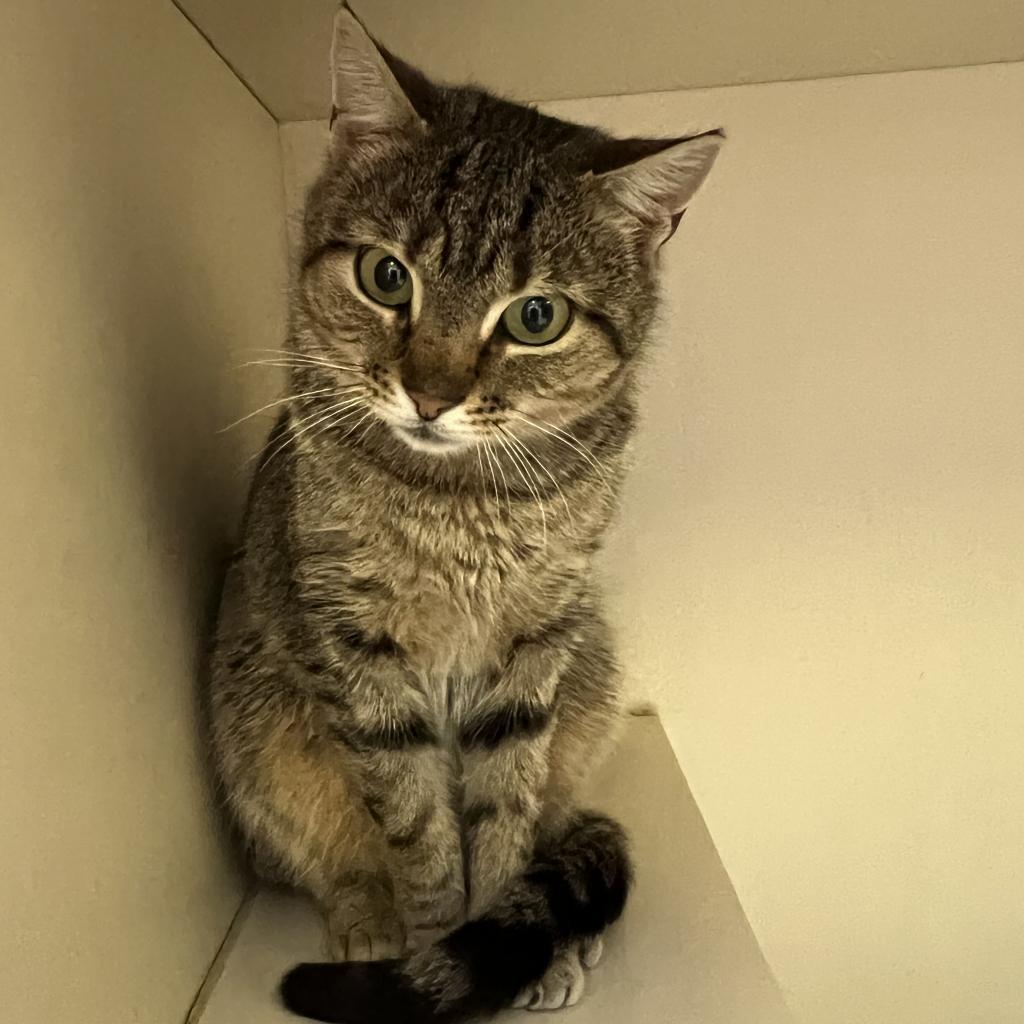 Tundra, an adoptable Domestic Short Hair in Middletown, NY, 10940 | Photo Image 4