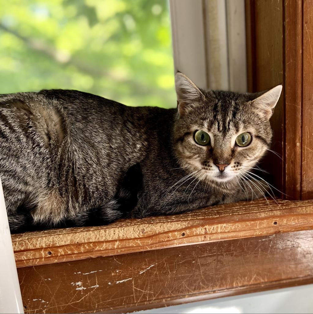 Tundra, an adoptable Domestic Short Hair in Middletown, NY, 10940 | Photo Image 4