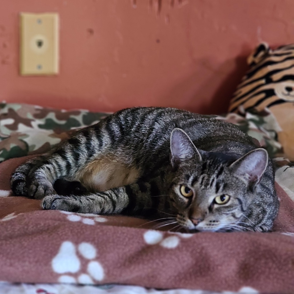 Tundra, an adoptable Domestic Short Hair in Middletown, NY, 10940 | Photo Image 5