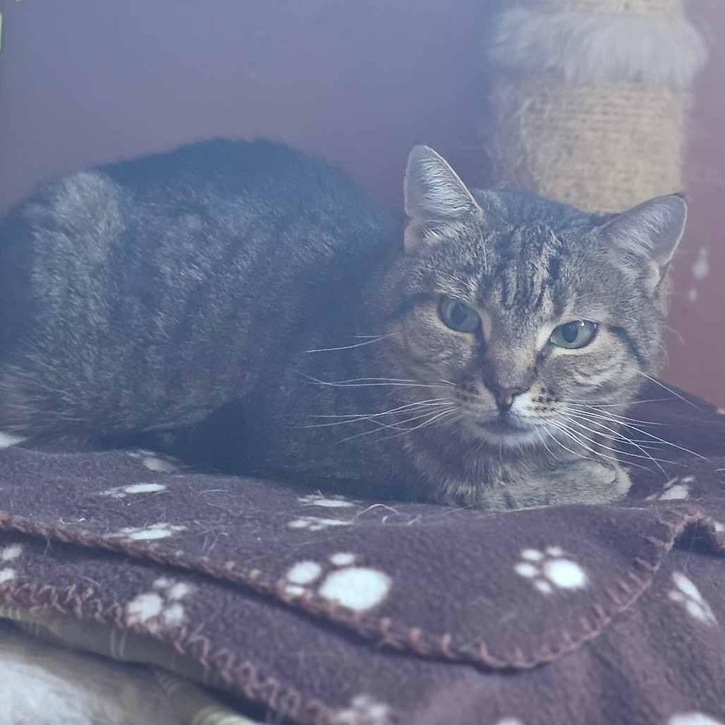 Tundra, an adoptable Domestic Short Hair in Middletown, NY, 10940 | Photo Image 6