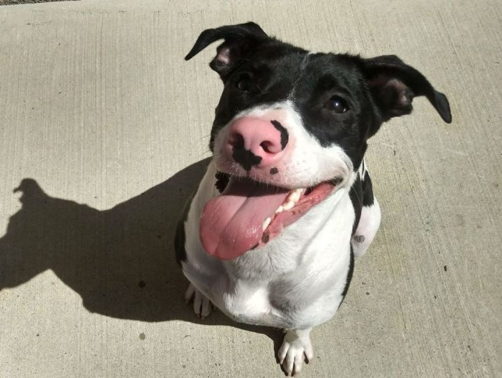 Mutley Moo, an adoptable Pit Bull Terrier Mix in Harrisburg, PA_image-2
