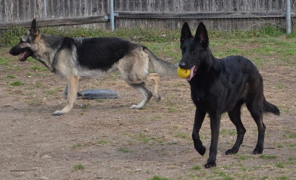 Captain and Cocoa