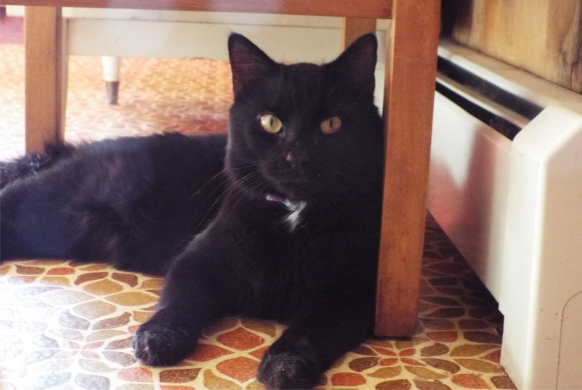 Colby, an adoptable Domestic Short Hair, Domestic Medium Hair in Westford, MA, 01886 | Photo Image 1