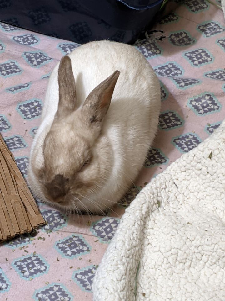 Chance, an adoptable Bunny Rabbit in New York, NY_image-3