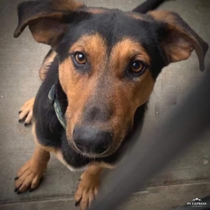 Ringle, an adoptable Rottweiler, Shepherd in Portsmouth, OH, 45662 | Photo Image 3