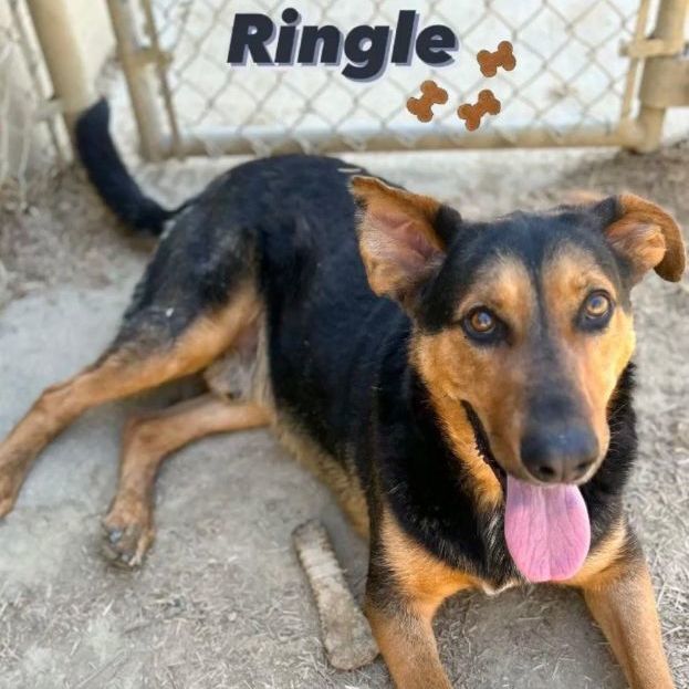 Ringle, an adoptable Rottweiler, Shepherd in Portsmouth, OH, 45662 | Photo Image 1