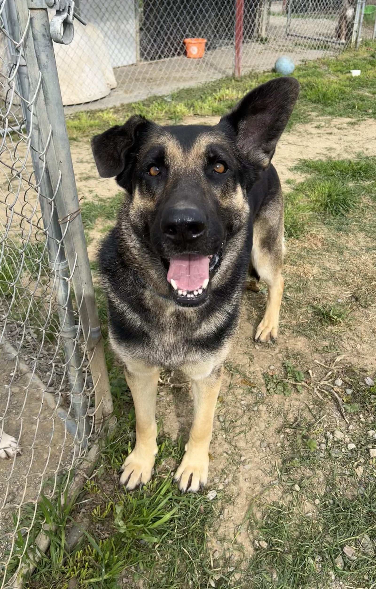 Walker, an adoptable German Shepherd Dog in Chico, CA, 95973 | Photo Image 1