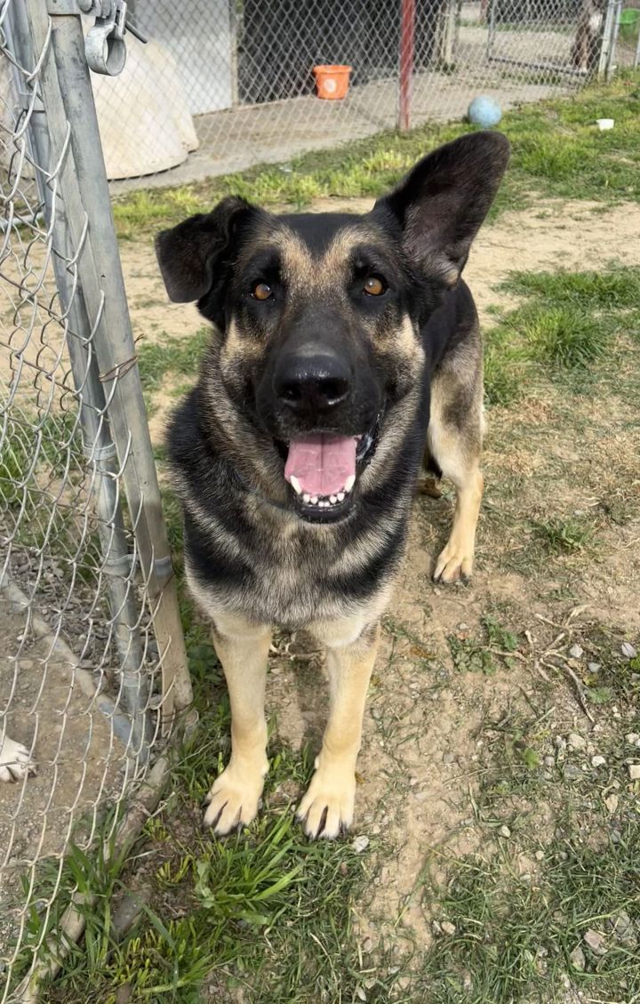 Dog for adoption - Walker, a German Shepherd Dog in Chico, CA | Petfinder