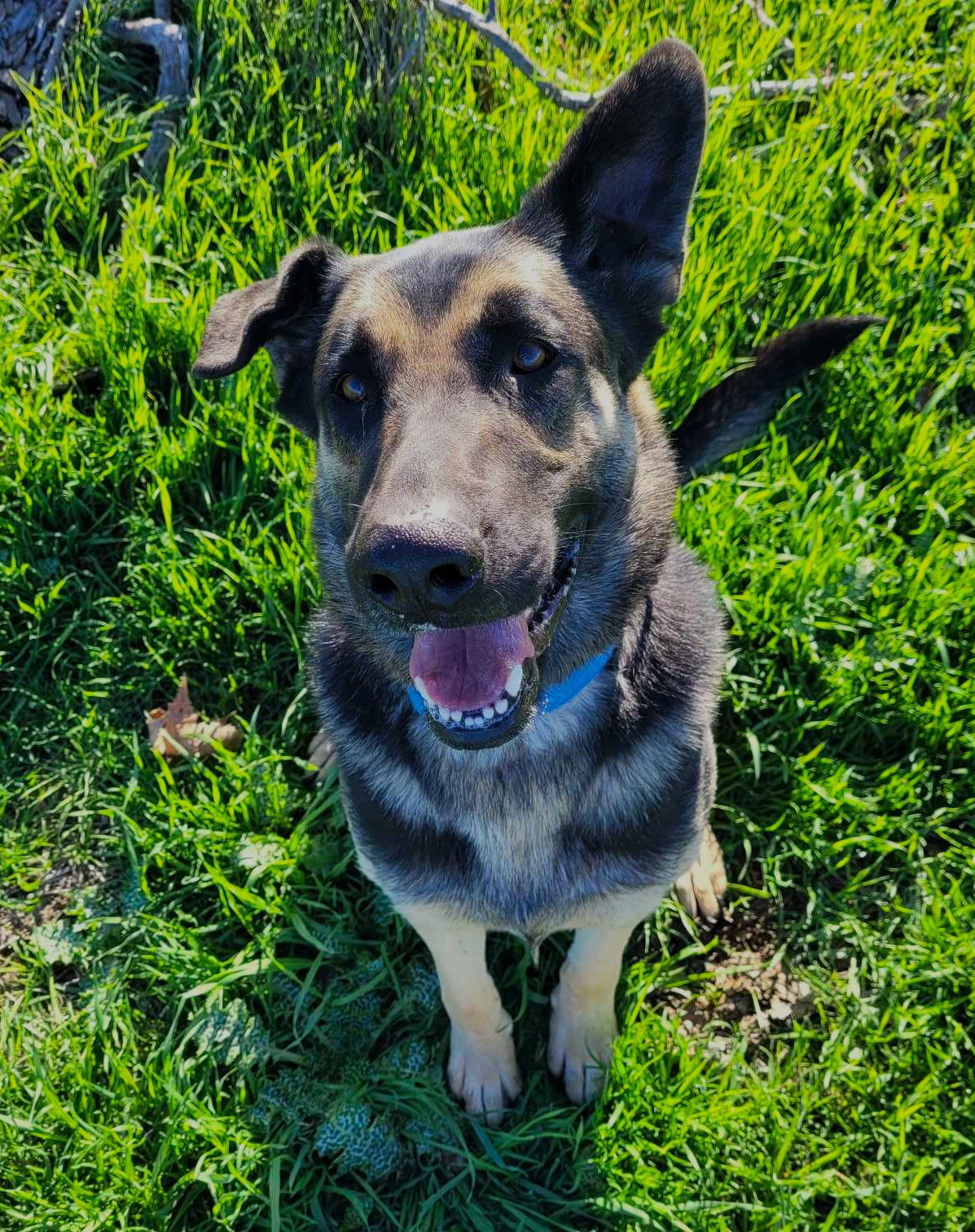 Walker, an adoptable German Shepherd Dog in Chico, CA, 95973 | Photo Image 2