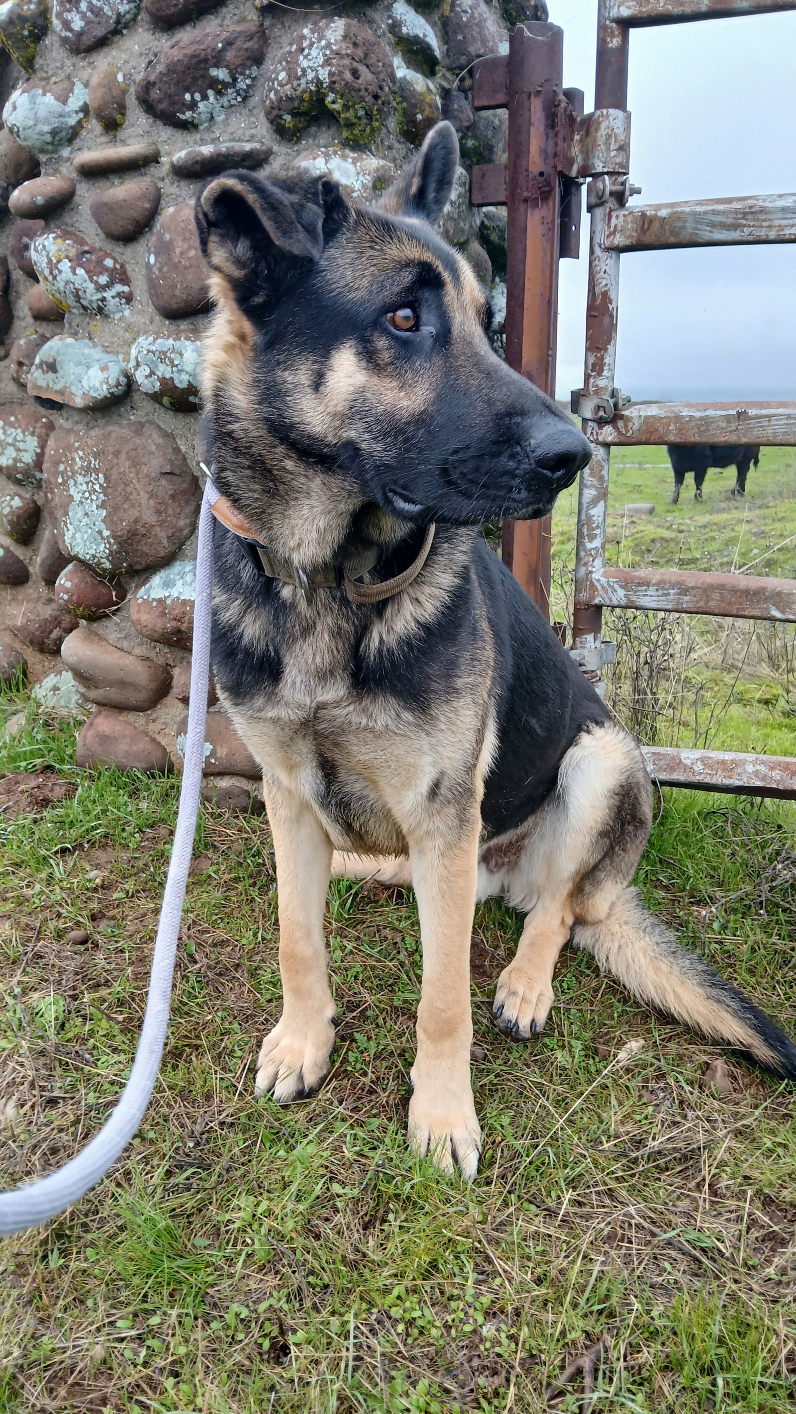 Walker, an adoptable German Shepherd Dog in Chico, CA, 95973 | Photo Image 2