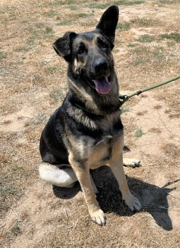 Walker, an adoptable German Shepherd Dog in Chico, CA, 95973 | Photo Image 3