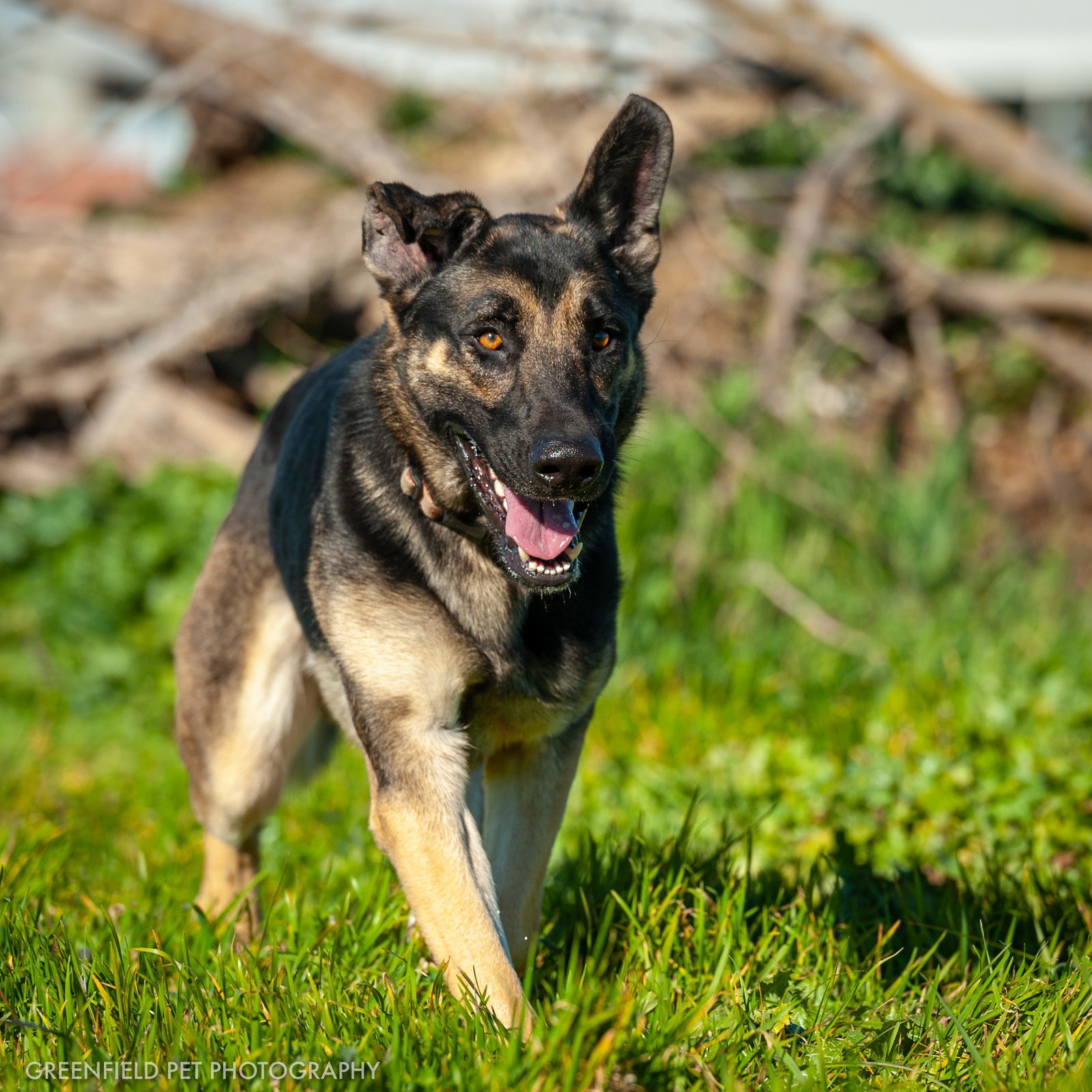 Walker, an adoptable German Shepherd Dog in Chico, CA, 95973 | Photo Image 3