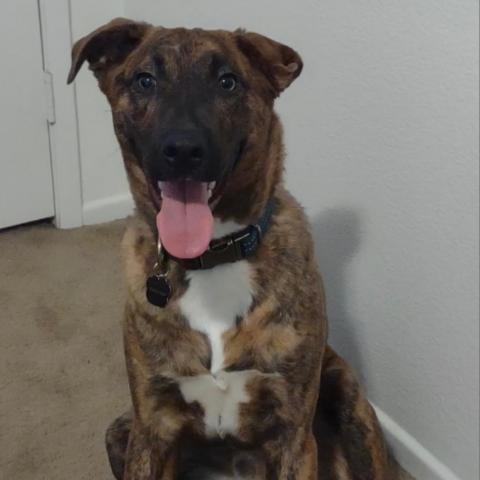 Charlie, an adoptable Labrador Retriever Mix in San Diego, CA_image-6