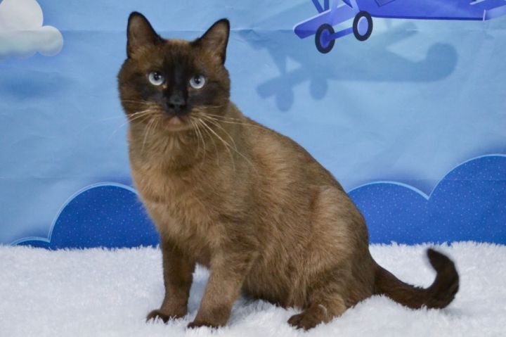 Ansel, an adoptable Tonkinese & Domestic Short Hair Mix in Roanoke, TX_image-4