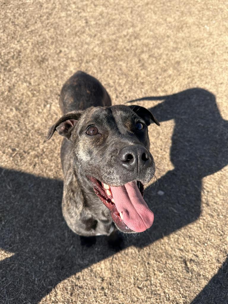 Odin, an adoptable Labrador Retriever, Great Dane in Big Spring, TX, 79720 | Photo Image 1