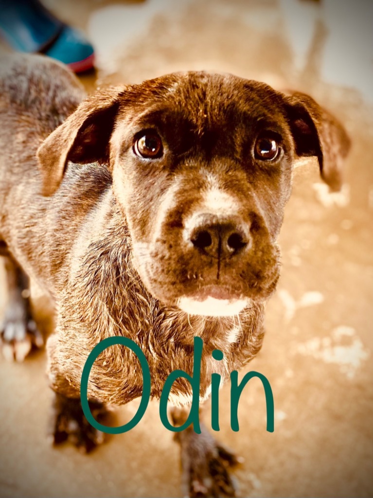 Odin, an adoptable Labrador Retriever, Great Dane in Big Spring, TX, 79720 | Photo Image 2