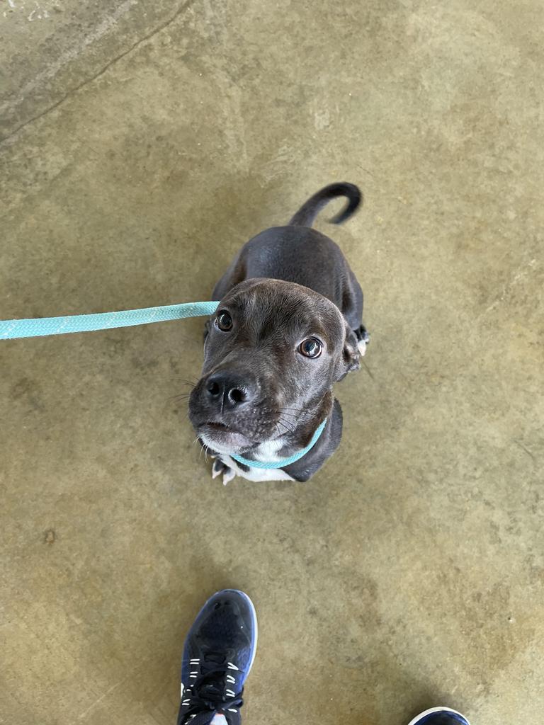 Odin, an adoptable Labrador Retriever, Great Dane in Big Spring, TX, 79720 | Photo Image 3