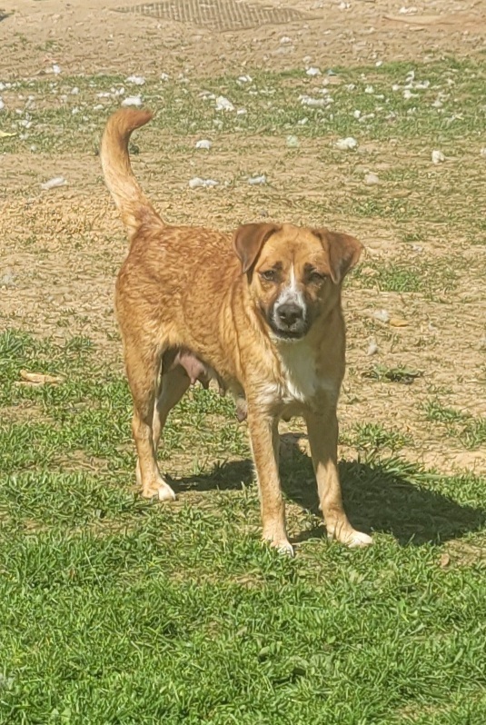 Livie, an adoptable Boxer, Beagle in Aurora, IN, 47001 | Photo Image 1