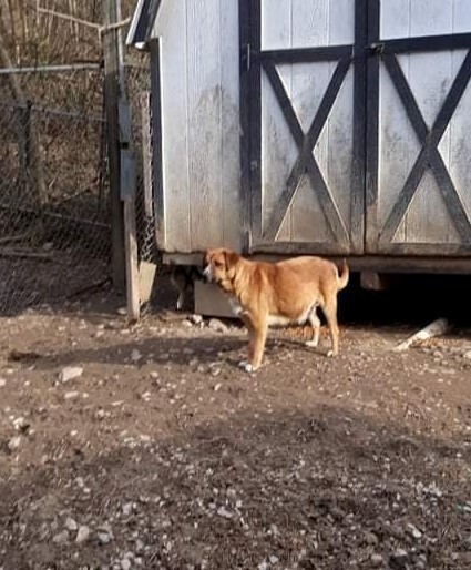 Livie, an adoptable Boxer, Beagle in Aurora, IN, 47001 | Photo Image 6