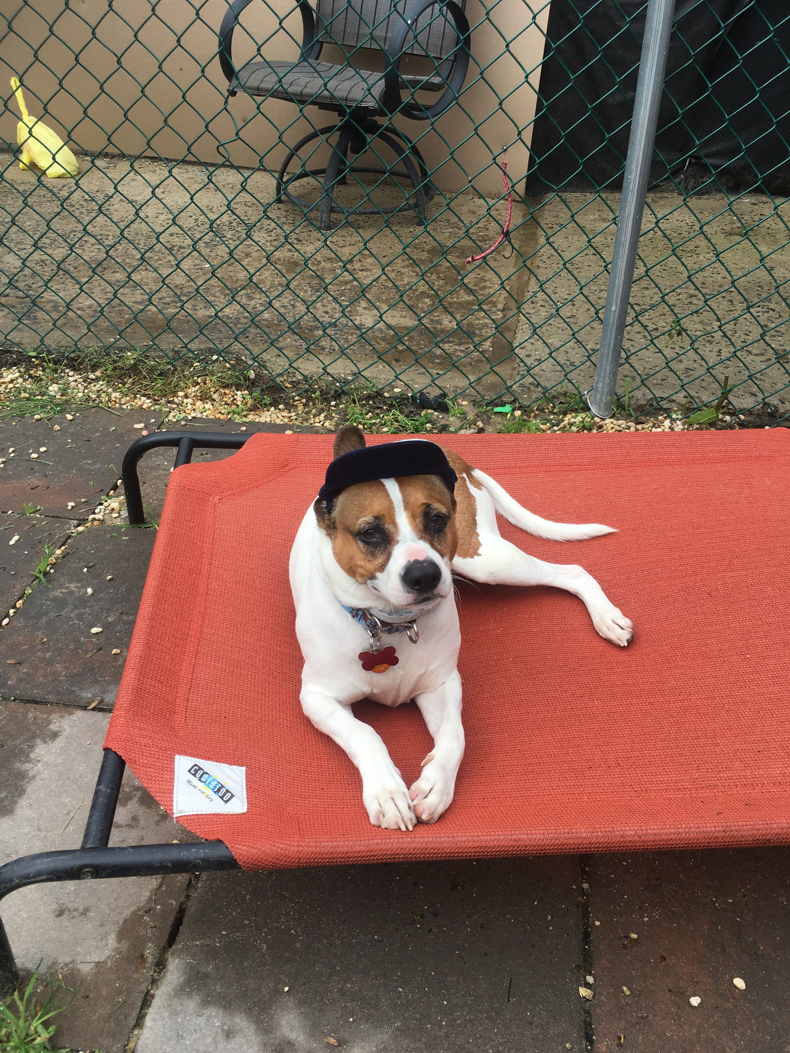 Rocky, an adoptable Beagle, Coonhound in Spring Lake, NJ, 07730 | Photo Image 3