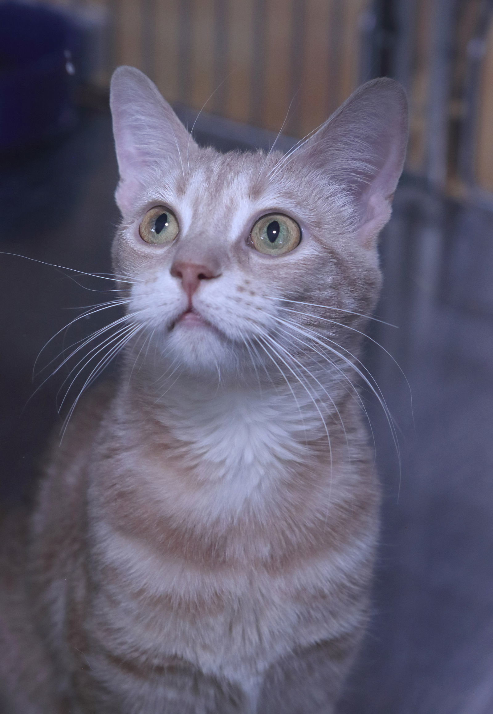 Velvet, an adoptable Domestic Short Hair in Austin, MN, 55912 | Photo Image 1