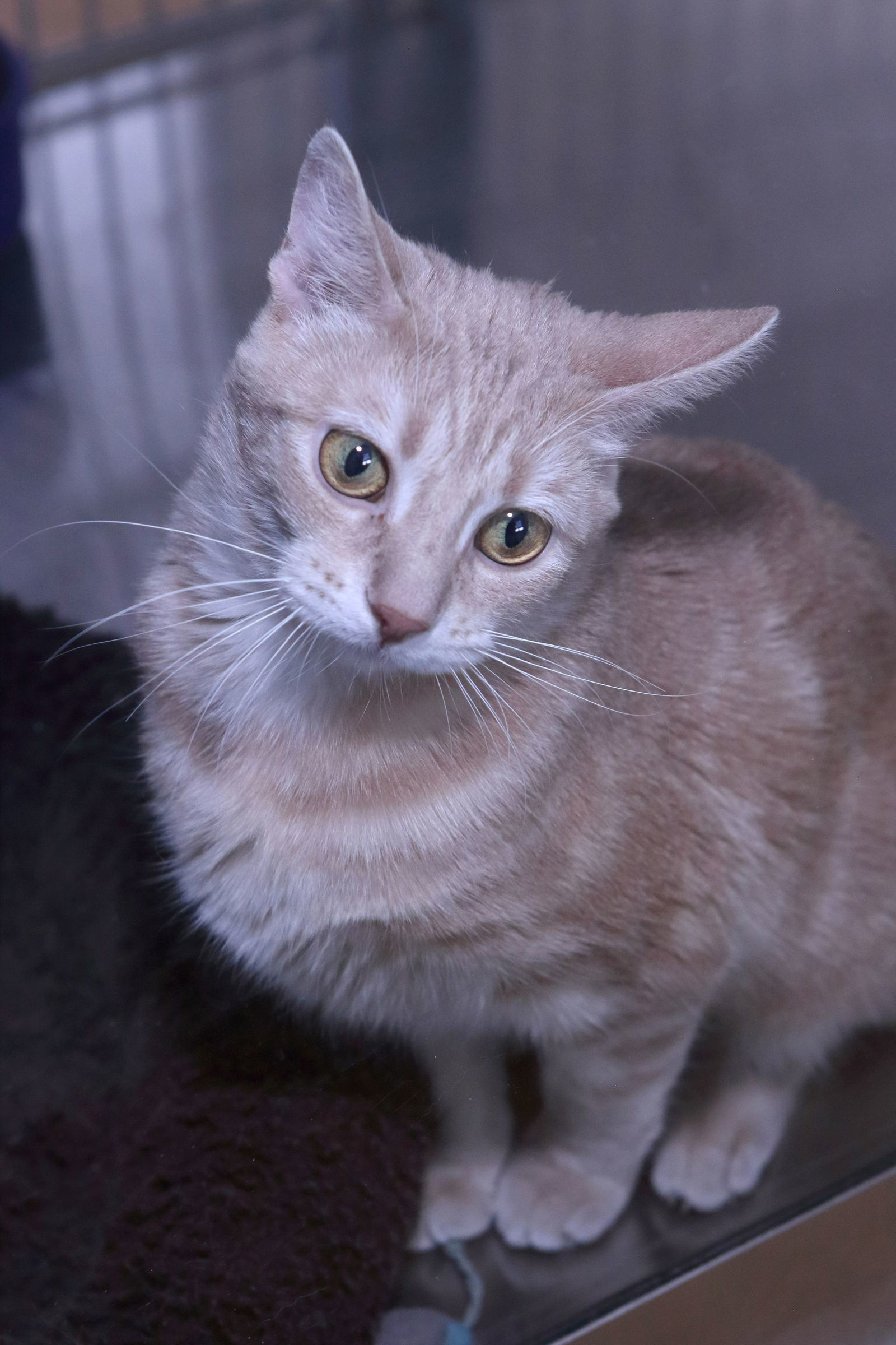 Velvet, an adoptable Domestic Short Hair in Austin, MN, 55912 | Photo Image 2