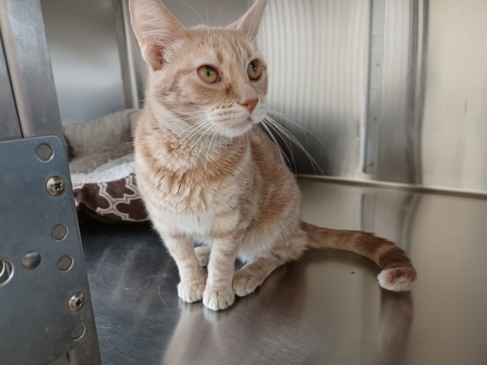 Velvet, an adoptable Domestic Short Hair in Austin, MN, 55912 | Photo Image 3