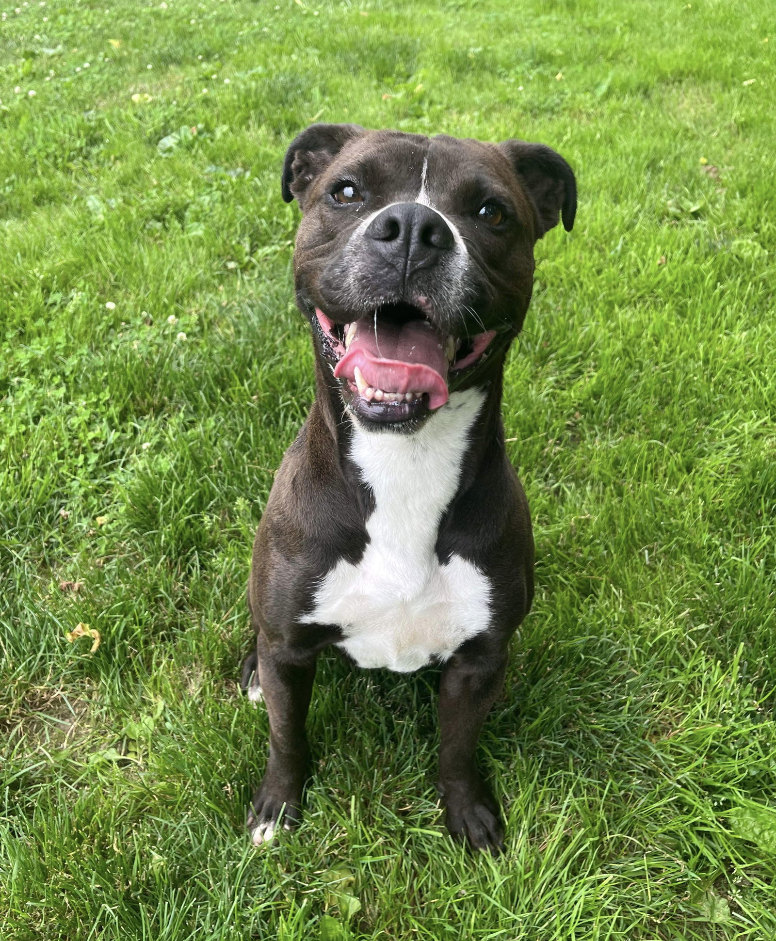 Leila Ali, an adoptable Boxer in Germantown, OH, 45327 | Photo Image 1