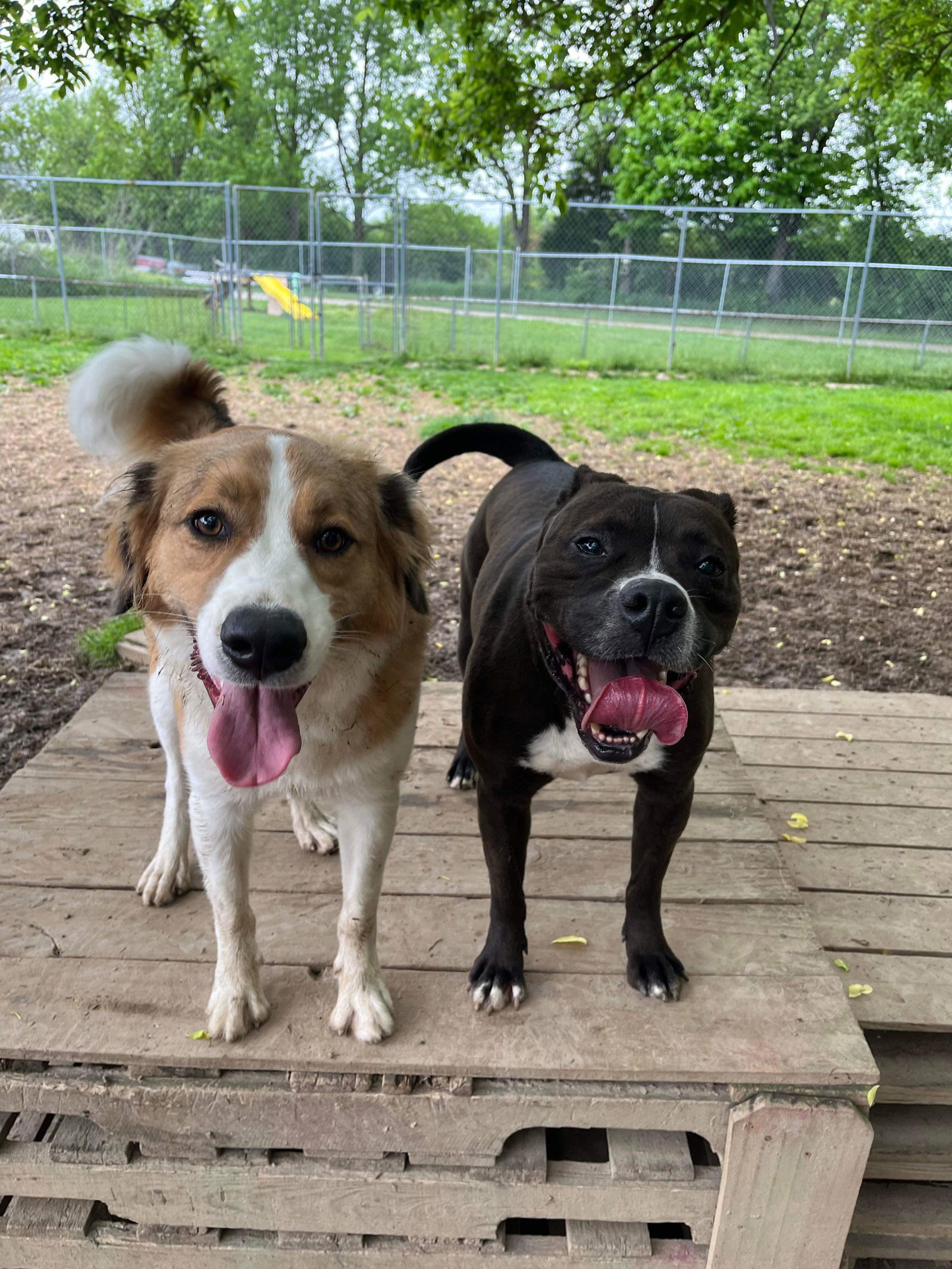 Leila Ali, an adoptable Boxer in Germantown, OH, 45327 | Photo Image 2