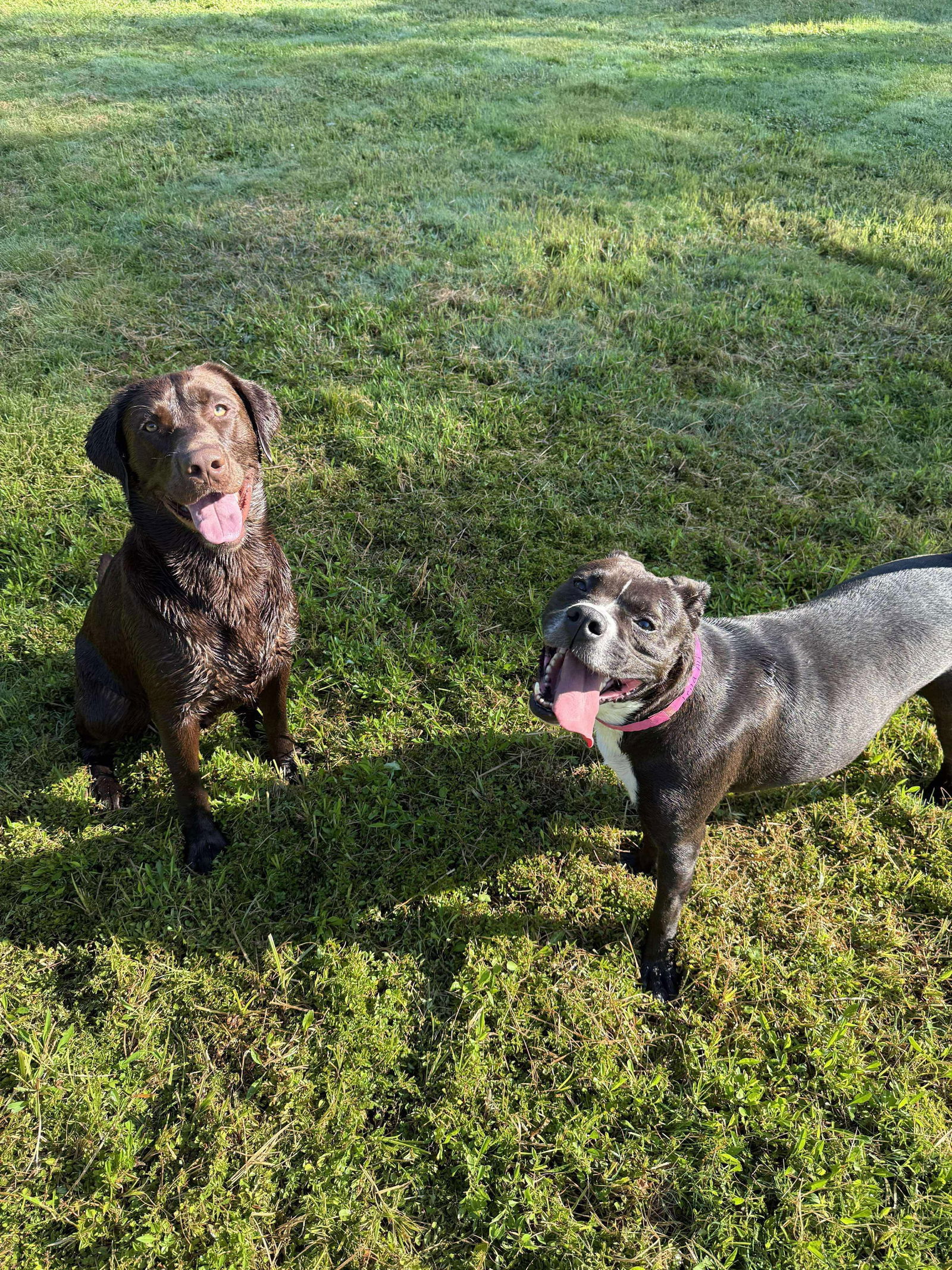 Leila Ali, an adoptable Boxer in Germantown, OH, 45327 | Photo Image 3