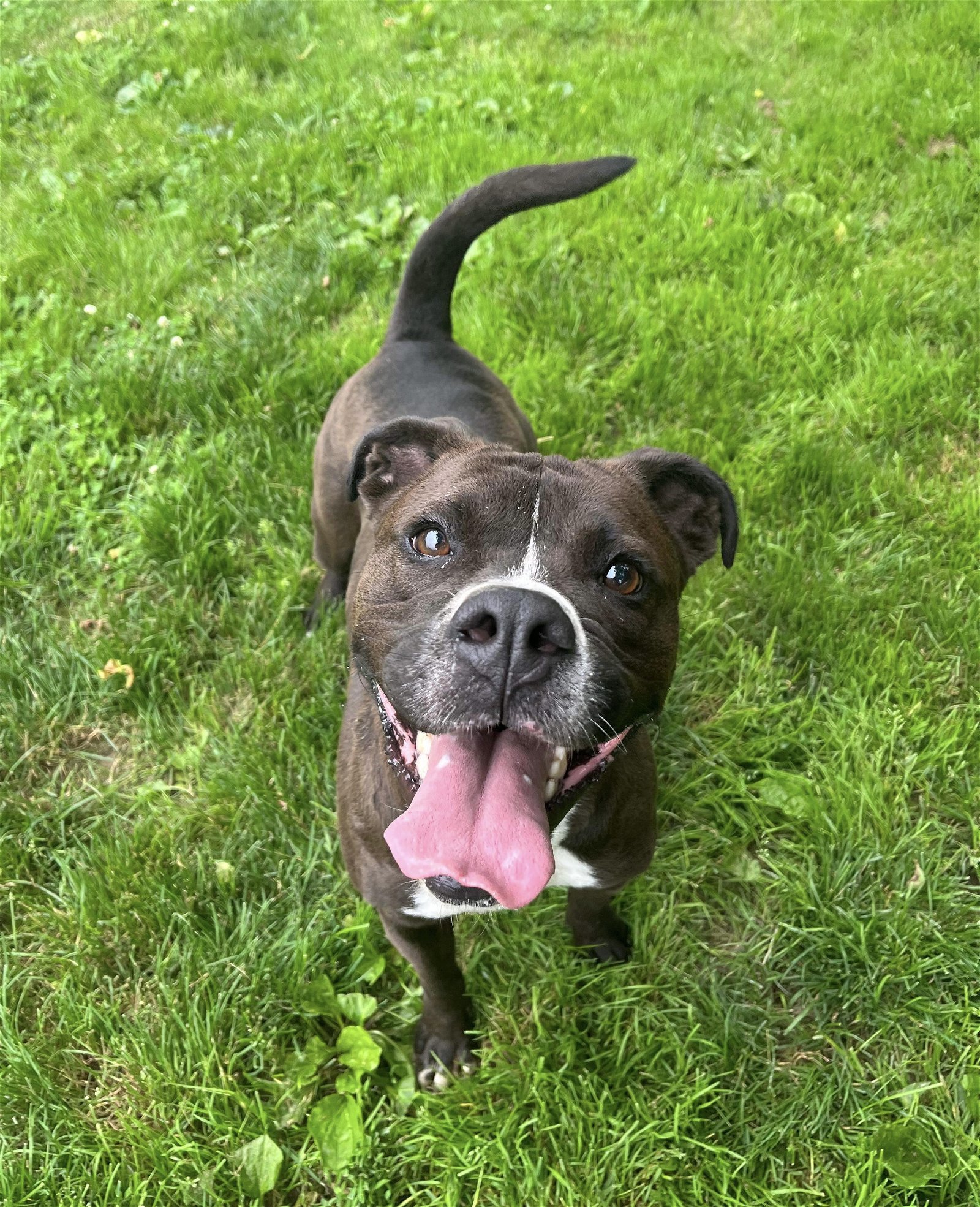 Leila Ali, an adoptable Boxer in Germantown, OH, 45327 | Photo Image 3