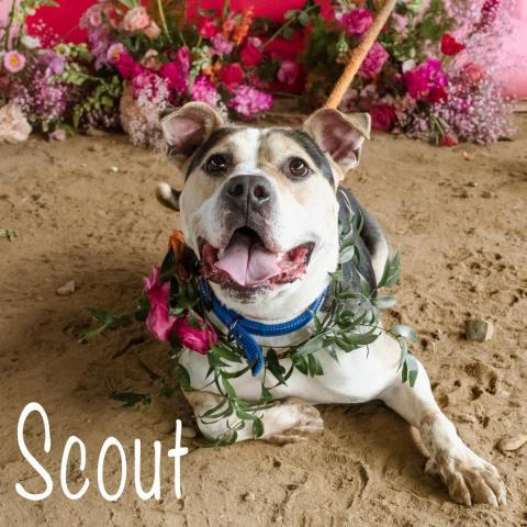 Scout