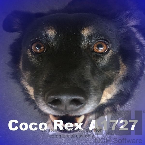 Rex a/k/a Coco A1727