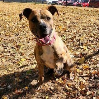 Penny, an adoptable Pit Bull Terrier, Boxer in Springfield, MO, 65803 | Photo Image 2