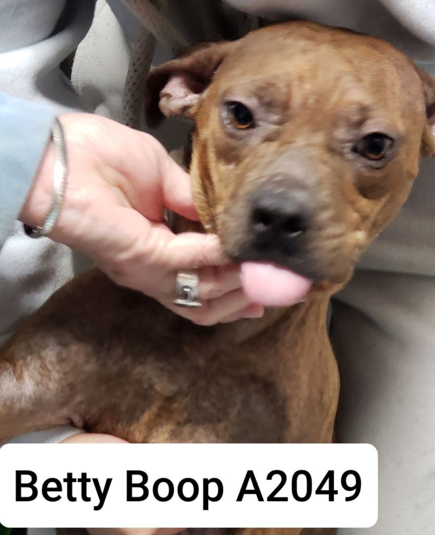 Betty Boop A2049