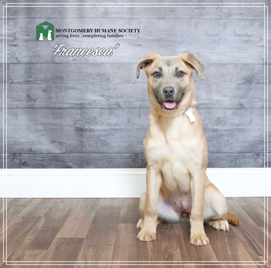 Francesca, an adoptable Shepherd in Montgomery, AL, 36110 | Photo Image 1