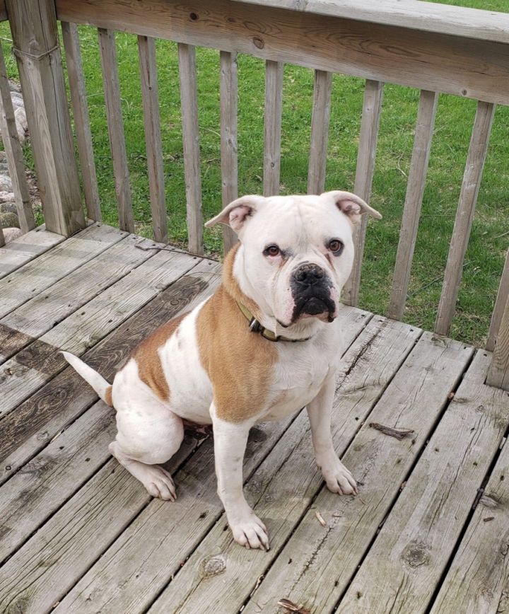 Bronx, an adopted American Bulldog in Kentwood, MI_image-1