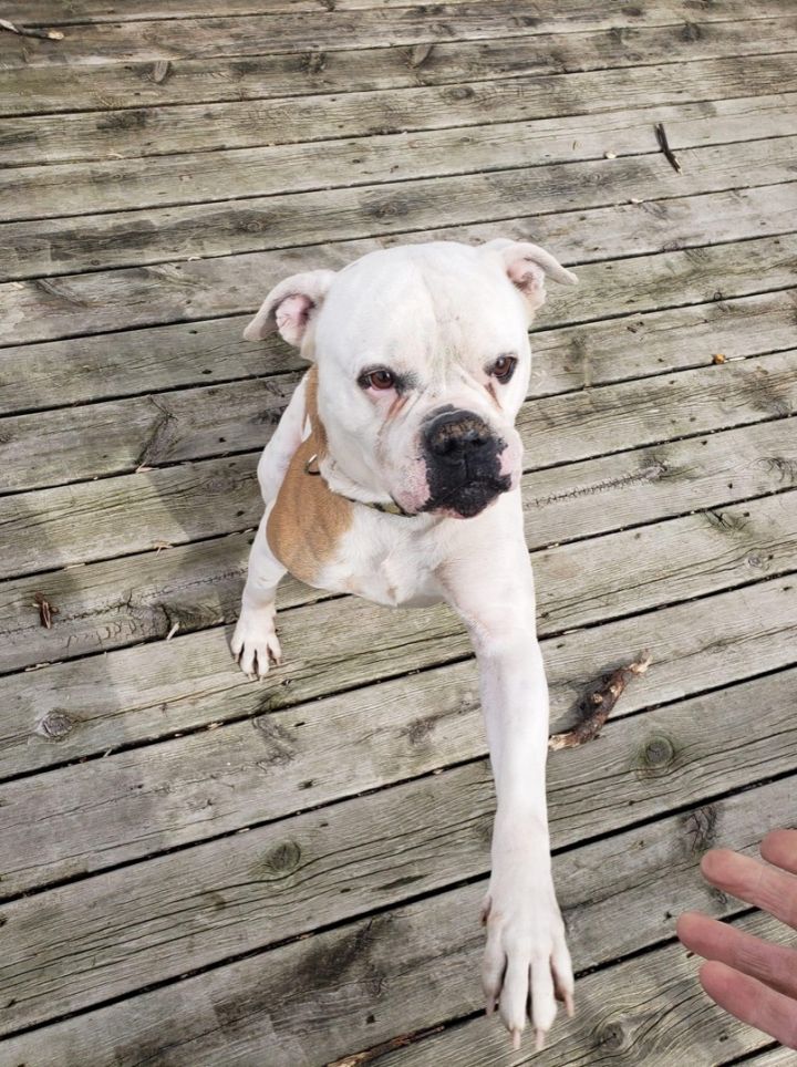 Bronx, an adopted American Bulldog in Kentwood, MI_image-4