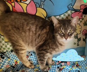 Captain, Adult Male Tabby