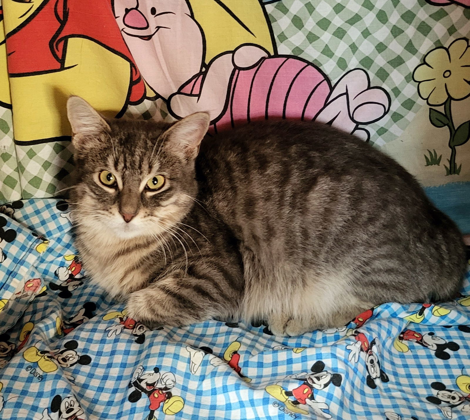 Captain, an adoptable Tabby in Littlerock, CA, 93543 | Photo Image 2